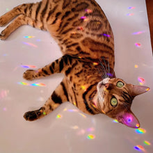 Load image into Gallery viewer, product/2025/11/7/1986717488473313280.jpg
